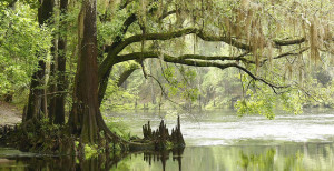 park narodowy everglades floryda