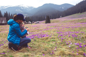 krokusy zakopane