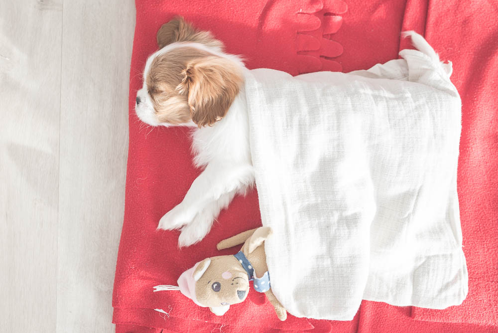 cavalier king charles spaniel szczeniak