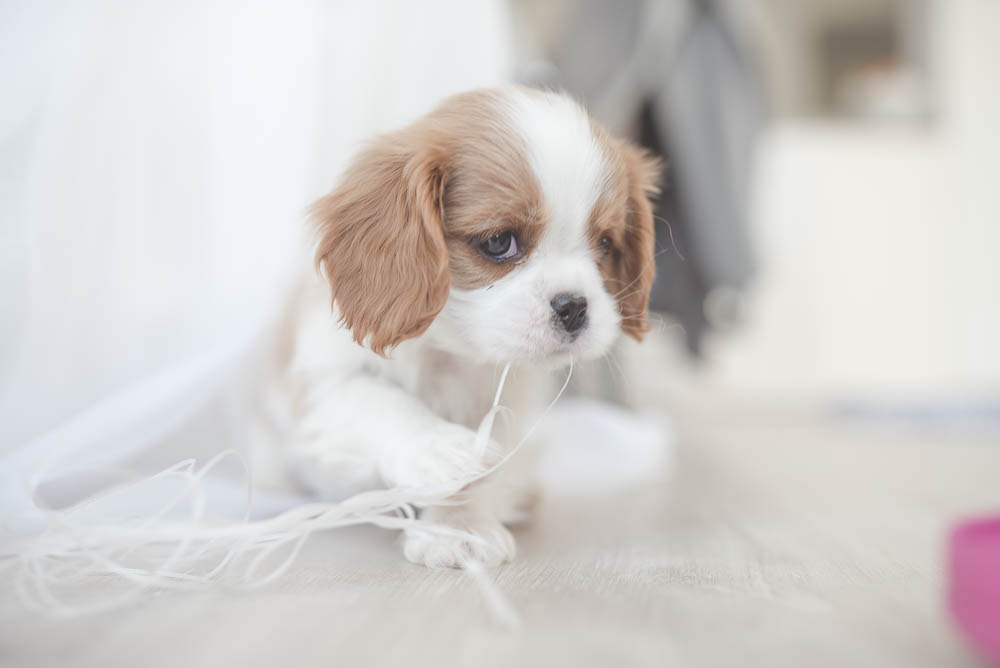 szczeniak cavalier