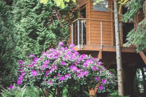 w drzewach naleczow ceny