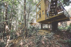 w drzewach naleczow sosna