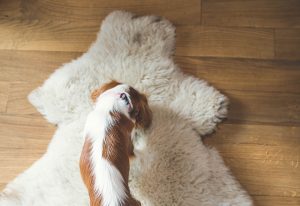 hotel przyjazny psom zakopane