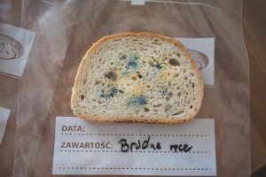eksperyment plesn na chlebie