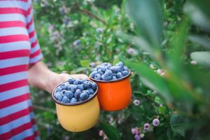 borowki amerykanskie