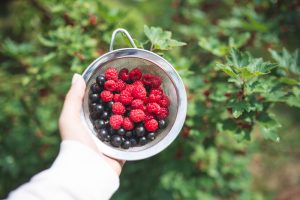 maliny na przeziebienie