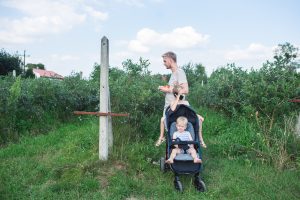 zbieranie borowek amerykanskich