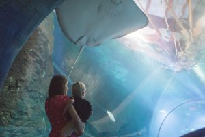 afrykarium plaszczka